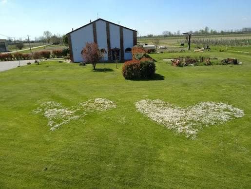 Il prato davanti al casale, con due cuori di fiori bianchi e le vigne sullo sfondo